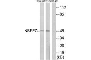 Western blot analysis of extracts from HT-29/HepG2 cells, using NBPF7 Antibody. (NBPF7 antibody  (AA 361-410))