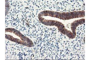 Image no. 2 for anti-Latexin (LXN) antibody (ABIN1499100) (Latexin antibody)