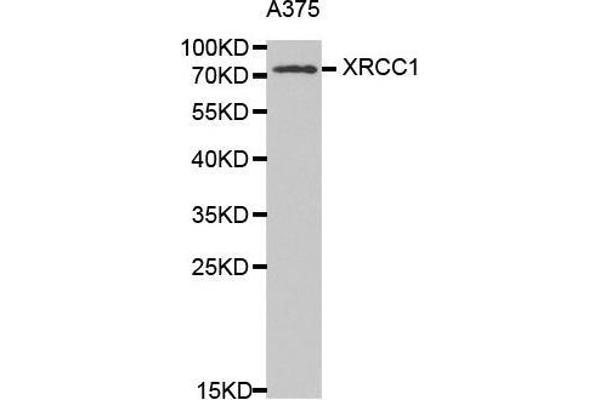 XRCC1 anticorps  (AA 1-320)