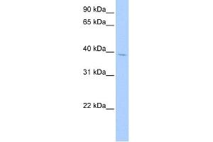 WB Suggested Anti-SRFBP1 Antibody Titration:  0. (SRFBP1 antibody  (Middle Region))