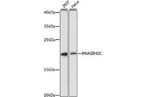 Western blot analysis of extracts of various cell lines using RNASEH2C Polyclonal Antibody at dilution of 1:3000. (RNASEH2C antibody)
