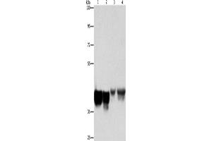 Western Blotting (WB) image for anti-Ancient Ubiquitous Protein 1 (Aup1) antibody (ABIN2429164) (Ancient Ubiquitous Protein 1 antibody)