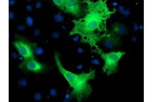 Anti-ERBB2 mouse monoclonal antibody (ABIN2454964) immunofluorescent staining of COS7 cells transiently transfected by pCMV6-ENTRY ERBB2 (RC212583). (ErbB2/Her2 antibody  (AA 676-1255))