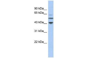 alpha Tubulin 3C antibody used at 1 ug/ml to detect target protein. (TUBA3C antibody  (N-Term))