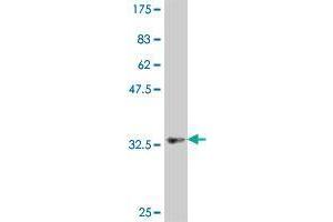 Western Blot detection against Immunogen (37. (TAS1R1 antibody  (AA 281-380))