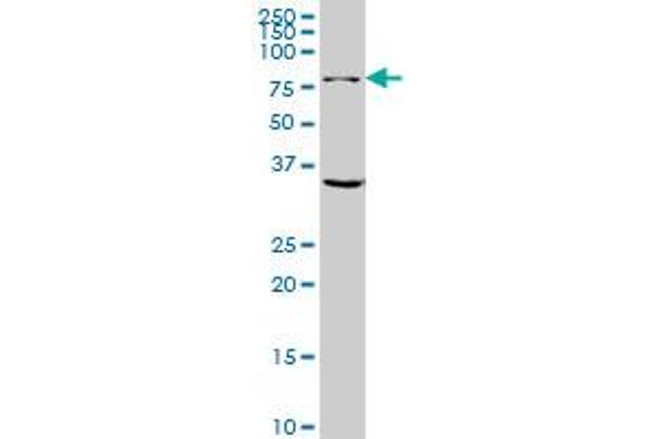 Glutaminase antibody  (AA 580-669)