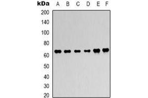 Western blot analysis of AMPK alpha 1 expression in Hela (A), 293T (B), C2C12 (C), NIH3T3 (D), rat heart (E), rat brain (F) whole cell lysates. (PRKAA1 antibody)
