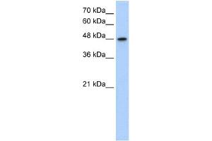 WB Suggested Anti-MAT1A Antibody  Titration: 1. (MAT1A antibody  (N-Term))