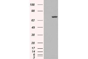 HEK293 overexpressing PADI4 (ABIN5453810) and probed with ABIN185308 (mock transfection in first lane). (PAD4 antibody  (N-Term))
