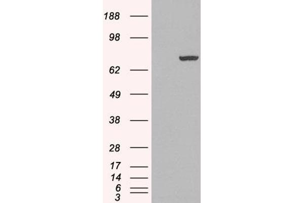 PAD4 antibody  (N-Term)
