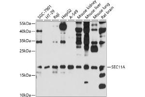 Western blot analysis of extracts of various cell lines, using SEC11A antibody (ABIN6133117, ABIN6147478, ABIN6147479 and ABIN6214843) at 1:1000 dilution. (SEC11A antibody  (AA 37-145))