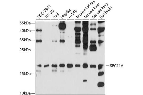 SEC11A antibody  (AA 37-145)
