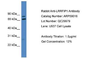 WB Suggested Anti-LRRFIP1  Antibody Titration: 0. (LRRFIP1 antibody  (Middle Region))