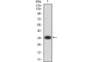 Western blot analysis using MUC5AC mAb against human MUC5AC (AA: 28-327) recombinant protein.