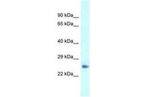 Image no. 1 for anti-Dermatopontin (DPT) (AA 45-94) antibody (ABIN6747613) (Dermatopontin antibody  (AA 45-94))