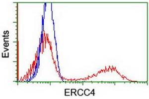 HEK293T cells transfected with either RC223300 overexpress plasmid (Red) or empty vector control plasmid (Blue) were immunostained by anti-ERCC4 antibody (ABIN2454873), and then analyzed by flow cytometry. (ERCC4 antibody)