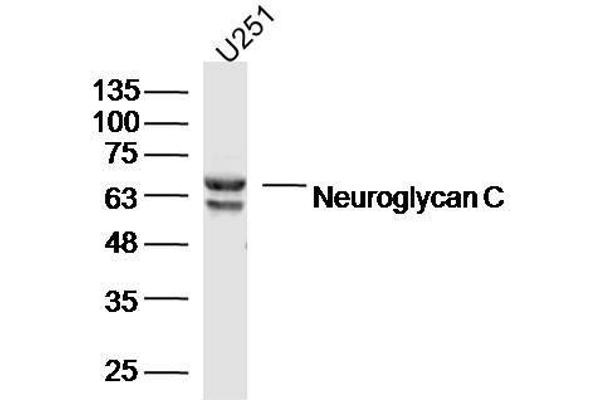 CSPG5 antibody  (AA 351-450)