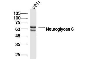 Human U251 cells probed with Neuroglycan C Polyclonal Antibody, unconjugated  at 1:300 overnight at 4°C followed by a conjugated secondary antibody at 1:10000 for 90 minutes at 37°C. (CSPG5 antibody  (AA 351-450))