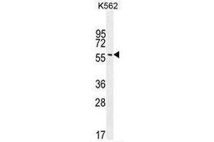 EIF2B4 Antibody (Center K161) western blot analysis in K562 cell line lysates (35µg/lane).