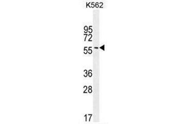 EIF2B4 anticorps  (Middle Region)