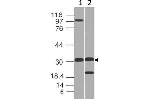 Image no. 1 for anti-Glucosamine-6-Phosphate Deaminase 1 (GNPDA1) (AA 13-242) antibody (ABIN5027224) (GNPDA1 antibody  (AA 13-242))