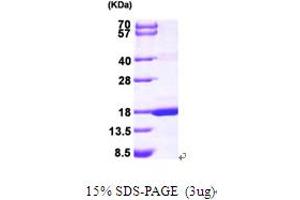 SDS-PAGE (SDS) image for Mago-Nashi Homolog (MAGOH) (AA 1-146) protein (His tag) (ABIN666982) (MAGOH Protein (AA 1-146) (His tag))