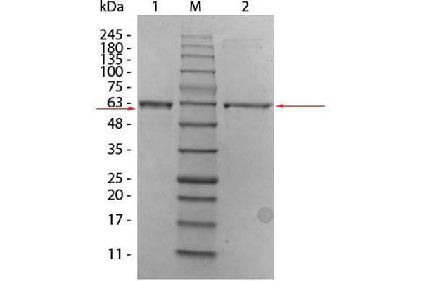 AKT2 Protein