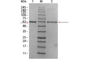 SDS-PAGE of AKT2 (phosphatase treated) Human Recombinant Protein.