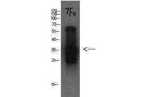 Western Blot analysis of Cystatin C protein using CST3 Monoclonal Antibody at dilution of 1:1000. (CST3 antibody)