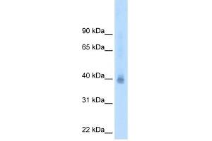 Western Blot showing NR2F2 antibody used at a concentration of 2.