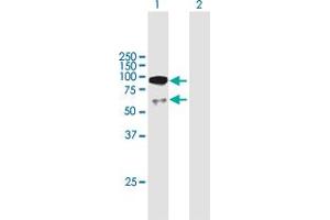 Western Blot analysis of UTP3 expression in transfected 293T cell line by UTP3 MaxPab polyclonal antibody. (UTP3 antibody  (AA 1-479))