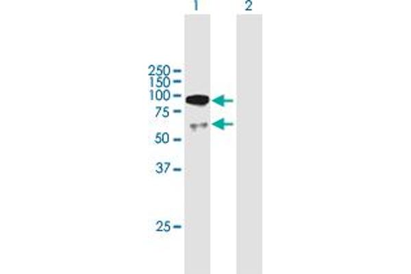 UTP3 anticorps  (AA 1-479)