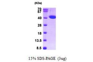 SDS-PAGE (SDS) image for Acyl-CoA Dehydrogenase, C-2 To C-3 Short Chain (Acads) (AA 25-412) protein (His tag) (ABIN667756) (ACADS Protein (AA 25-412) (His tag))