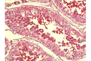 Anti-SPATA19 antibody IHC staining of human testis. (SPATA19 antibody  (N-Term))