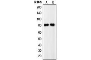 Western blot analysis of PDE4C expression in HEK293T (A), SHSY5Y (B) whole cell lysates.
