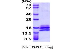 SDS-PAGE (SDS) image for Interleukin 3 (IL-3) (AA 20-152) (Active) protein (His tag) (ABIN7529333)