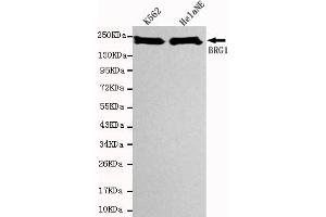 Western blot detection of SBRG1 in Hela NE and K562 cell lysates using BRG1 mouse mAb (1:1000 diluted). (SMARCA4 antibody)