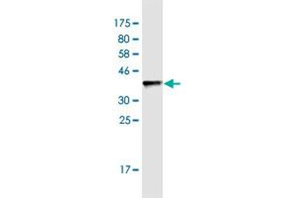 MRPS36 antibody  (AA 1-103)