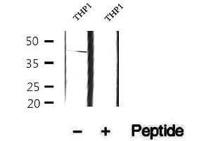 Western blot analysis of extracts of THP1 cells, using Phospho-p40phox (Thr154) Antibody.