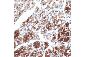 Immunohistochemistry of paraffin-embedded human stomach using DTNBP1 antibody (ABIN7266870) at dilution of 1:100 (40x lens). (DTNBP1 antibody  (AA 1-351))