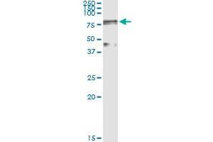 Immunoprecipitation of LOXL1 transfected lysate using anti-LOXL1 MaxPab rabbit polyclonal antibody and Protein A Magnetic Bead , and immunoblotted with LOXL1 purified MaxPab mouse polyclonal antibody (B01P) . (LOXL1 antibody  (AA 1-574))