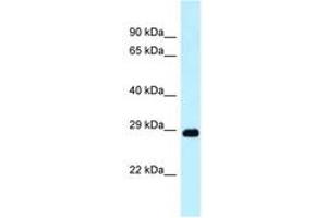 Image no. 1 for anti-DNA-Damage Regulated Autophagy Modulator 1 (DRAM1) (N-Term) antibody (ABIN6747924)
