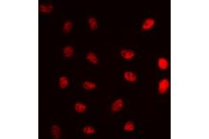 Immunofluorescent analysis of ERCC5 staining in A549 cells. (ERCC5 antibody  (N-Term))