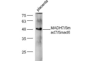 Mouse placenta lysate probed with Anti-Smad7 + Smad6 Polyclonal Antibody  at 1:5000 90min in 37˚C. (SMAD7 antibody  (AA 1-100))