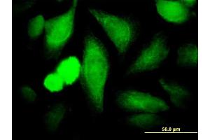 Immunofluorescence of monoclonal antibody to COPS3 on HeLa cell. (COPS3 antibody  (AA 324-422))