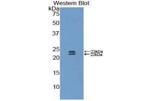 Western Blotting (WB) image for anti-Bone Morphogenetic Protein 1 (BMP1) (AA 856-982) antibody (ABIN1173363)
