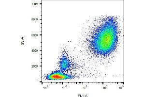 Flow cytometry analysis (surface staining) of CD65 in human peripheral blood with anti-CD65 (VIM8) FITC. (CD65 antibody (FITC))