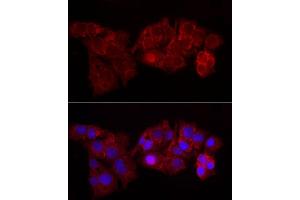 Immunofluorescence analysis of HepG2 cells using Perilipin-2 Rabbit pAb (ABIN6127414, ABIN6145773, ABIN6145774 and ABIN6221871) at dilution of 1:50 (40x lens). (ADRP antibody  (AA 168-437))