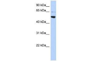 AP3M2 antibody used at 1 ug/ml to detect target protein. (AP3M2 antibody  (Middle Region))