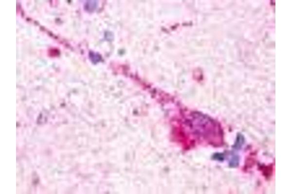 GPR174 antibody  (Extracellular Domain)